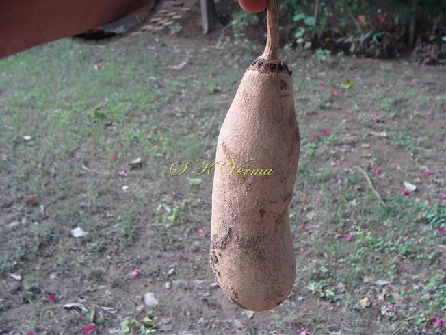  Fruit